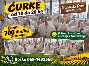 Ćurke od 10 do 20 kg